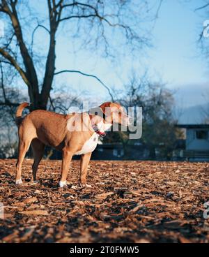 Kurioshund steht an einem sonnigen Morgen im Hundepark. Seitenansicht eines braunen Hündchens, der etwas mit intensiver Körpersprache sieht oder beobachtet. 1 Jahr alt Stockfoto