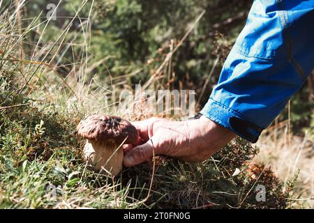 Pilzjäger, der auf der Wiese Stachelpilze pflückt. Hintergrund von Herbstpilzen. Bekannt als Königspilz, cep oder Boletus edulis. Selektiver Fokus. Swi Stockfoto
