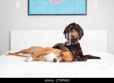 Zwei Hunde liegen zusammen auf dem Bett in liebevoller Gesellschaft. Hündchenfreunde ruhen entspannt nebeneinander auf einem großen Bett aus. Weibliche Schokolade Australian Labra Stockfoto