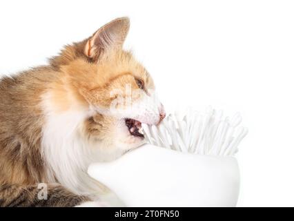 Neugierige Katze, die Wattestäbchen mit offenem Mund isst. Süßes flauschiges Kätzchen, das auf einem Haufen Q-Spitze in Keramikbehälter kaut. Gefährliche Verhaltensweisen oder Gewohnheiten. Sel Stockfoto