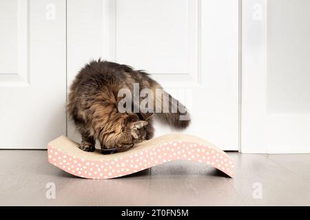 Neugierige Katze mit Pappkratzer auf dem Boden. Ältere Tabby-Katze riechende Katze auf gebogenem Kartonkratzer zum Kratzen und verhindern von Möbeln d Stockfoto