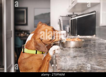 Der Hund klaut Essen von der Küchenzeile. Niedlicher Hündchen mit Kopf über Futterschüssel mit rohem Huhn oder nassem Hundefutter. Lustiges Countersurfen und Stockfoto