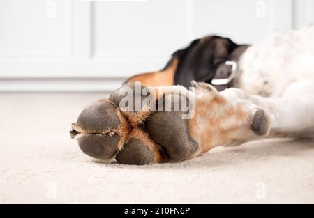 Hundepfote mit Pfotenauflagen. Nahaufnahme der Pfote am Vorderbein eines extra großen Hundes, der entspannt auf dem Wohnzimmerboden liegt. Pfotengesundheit und Anatomiekonzept. 2 Jahre alte Mutter Stockfoto