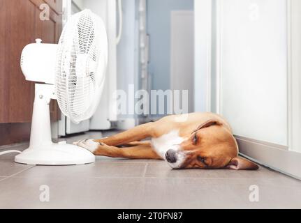 Hund, der während der Sommerhitze vor dem Ventilator auf dem Küchenboden liegt. Niedlicher Hund, der auf coolen Fliesen ausgestreckt ist. Katzen, Hunde und Haustiere im Sommer kühl halten Stockfoto