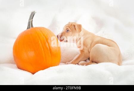 Niedlicher Welpe mit Kürbis auf weicher weißer Decke. Herbstsaison oder Halloween-Konzept. Hündchen sitzt und riecht orange, großer Kürbis. 12 Wochen alte fema Stockfoto