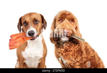 Hunde mit Zahnstock und Ohrkauen oder Kaustock. Niedliche Hundefreunde sitzen Seite an Seite mit geräucherten Wasserbüffelohren und Zahnkauen im Mund. Kauen Stockfoto