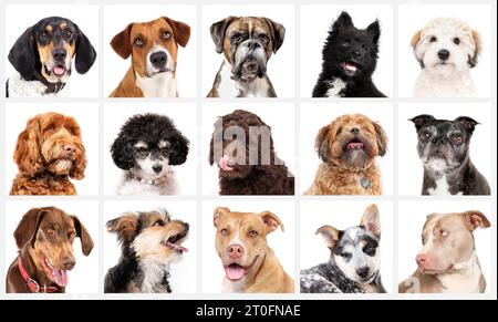 Set von Hundekopfaufnahmen mit Blick auf die Kamera auf weißem Hintergrund. Viele süße Hunde klein bis groß. Coonhound, Labradoodle, Boxer, Pitbull, Havanese, Morkie, Stockfoto