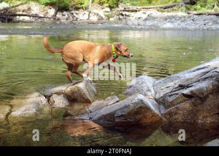 Glücklicher Hund, der an einem Sommertag in BC, Kanada, am Ufer läuft. Seitenansicht des nassen Hundes, der nach dem Schwimmen auf Felsen springt. Hund in Bewegung. Weibliche Harrier-Mischung Stockfoto