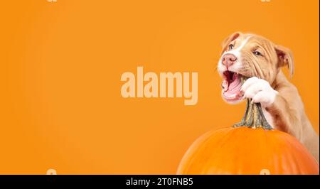 Niedlicher Hündchen, der Kürbis auf farbigem Hintergrund kaut. Herbstsaison oder Halloween-Konzept. Hündchen beißt Kürbisstiel, während er ihn mit der Pfote hält. 12 Wochen o Stockfoto