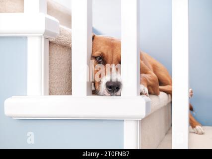 Niedlicher Hund, der auf der Treppe liegt und in die Kamera blickt. Brauner Hund, der auf Treppen ausgeruht oder wartet. Gelangweilte, depressive oder traurige Körpersprache. Stockfoto