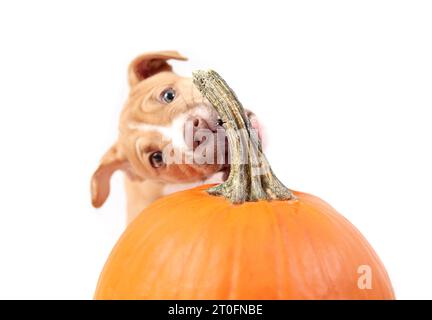 Curios Welpe, der Kürbis kaut. Herbstsaison oder Halloween-Konzept. Niedliches Hündchen beißt oder isst Kürbisstiel, während er ihn mit einer Pfote hält. 12 Wochen ol Stockfoto