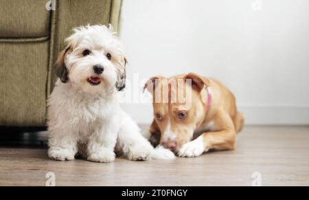 Kleiner Welpe, der vor einem großen unscharfen Hund sitzt. Entspannter Haushalt mit mehreren Haustieren, Adoption eines Welpen, Hundefachzeit. 16 Wochen alte Havaneserin Stockfoto