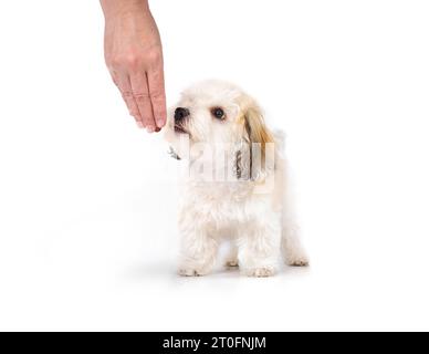 Niedliches Hündchen Gehorsamstraining mit Besitzer oder Hundetrainer. Kleiner flauschiger weißer Welpe, der in der Hand schnüffelt oder einen Leckerbissen oder Snack riecht. 16 Wochen Stockfoto