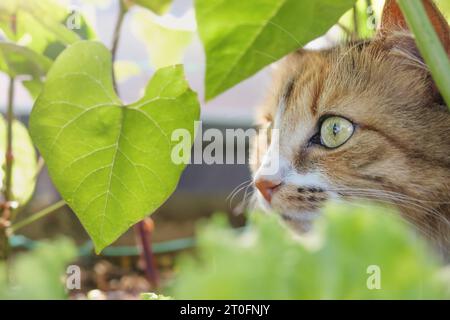 Neugierige Katze, die etwas ansieht, während sie zwischen Pflanzen sitzt. Nahaufnahme. Katze, die den Sommertag im kühlen Schatten oder in Pflanzen genießt oder jagt und schleicht Stockfoto