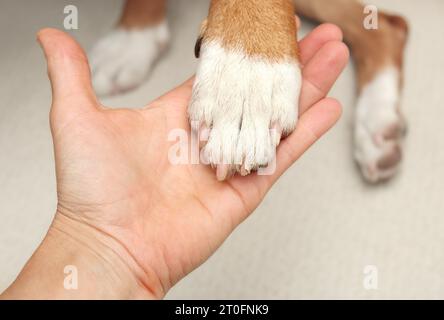 Nagelbruch bei Hunden durch Besitzer oder Tierarzt. Hundepfote mit geteilter Nagel- oder Klaue in der Hand halten. Die Klaue des Hundes ist gebrochen, aber schnell und nicht beschädigt. Haustiertüren Stockfoto