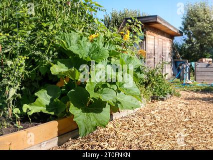 Große Kürbis- oder Kürbispflanze, die auf einem erhöhten Gartengrundstück im Gemeinschaftsgarten mit Sonnenblumen, Tomaten und Bohnen wächst. Sommer Gartenarbeit Hintergrund. Üppig o Stockfoto