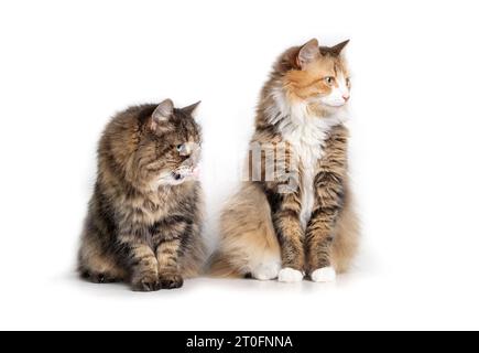 Neugierige Katzen, die im Sitzen auf einen Bildschirm schauen. Zwei gebundene, flauschige Katzen sitzen zusammen in Begleitung. 17 Jahre alte Tabby Katze und Stockfoto