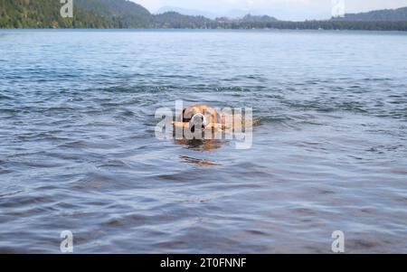 Glücklicher Hund schwimmt im See an heißen Sommertagen. Niedlicher Hund mit Holzstock im Mund, paddelnd zur Kamera. Abkühlung, lustige Erfrischung im Sommer Stockfoto