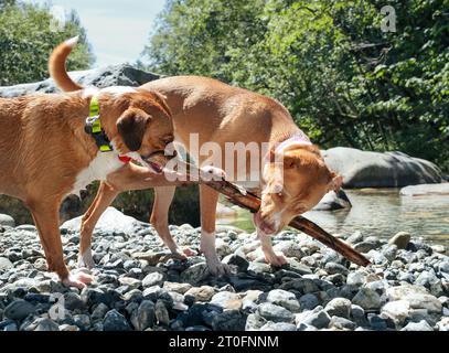 Zwei Hunde teilen sich am heißen Sommertag am Fluss. Große Hunde spielen Tauziehen. Ressourcenschutz, Hundebindung oder Spielzeit für Hundefreunde. Harrier Mix Stockfoto