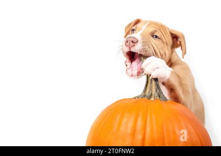 Curios Welpe, der Kürbis kaut. Herbstsaison oder Halloween-Konzept. Niedliches Hündchen beißt oder isst Kürbisstiel, während er ihn mit einer Pfote hält. 12 Wochen ol Stockfoto