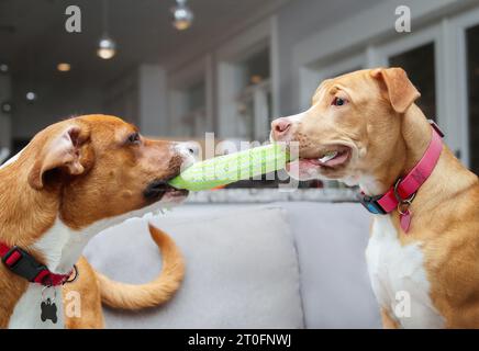 Hunde spielen Tauziehen mit einem Seil im Mund auf dem Sofa. Seitenansicht von zwei Hündinnen, die jeweils zugewandt sind, während sie an einem Tierspielzeug ziehen. Hundebindung oder Hundefreunde spielen Stockfoto