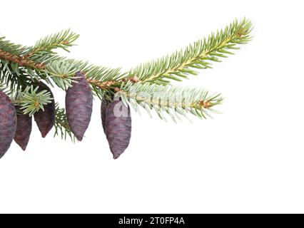 Isolierter immergrüner Ast mit violetten Kegeln. Nahaufnahme von serbischer Fichte mit jungen violetten Samenzapfen und blau-grünen Nadeln. Bekannt als Picea omorika. S Stockfoto