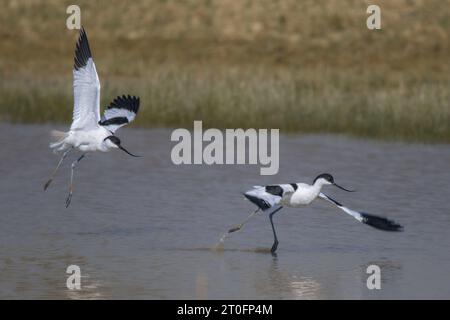Avocettes dans la baie de somme Stockfoto