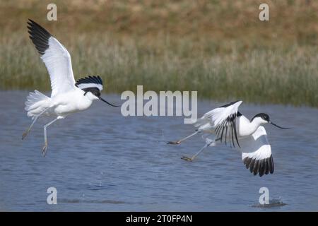Avocettes dans la baie de somme Stockfoto