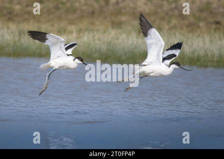 Avocettes dans la baie de somme Stockfoto