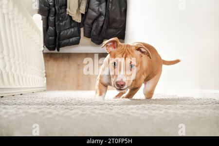 Niedliches Hündchen in der Treppe. 12 Wochen alter Welpe, der lernt, die steilen Treppen hinaufzukommen. Zögerliche, schüchterne oder ängstliche Körpersprache. Hündchen klettern s Stockfoto