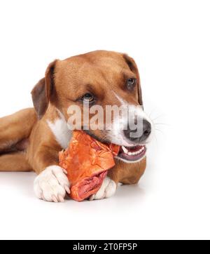 Isolierter Hund, der auf Büffelohren kaut und in die Kamera schaut. Niedlicher Welpe mit großem geräucherten Wasserbüffel Ohr im Mund und zwischen den Pfoten Chew Fun, Zahnarzt Stockfoto