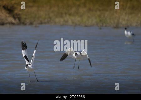 Avocettes dans la baie de somme Stockfoto