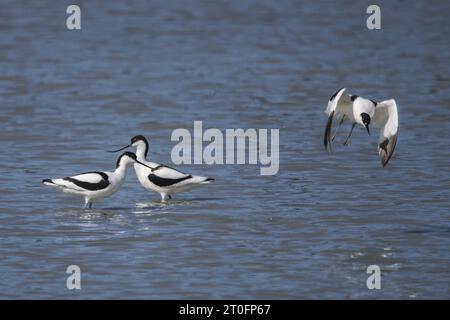 Avocettes dans la baie de somme Stockfoto