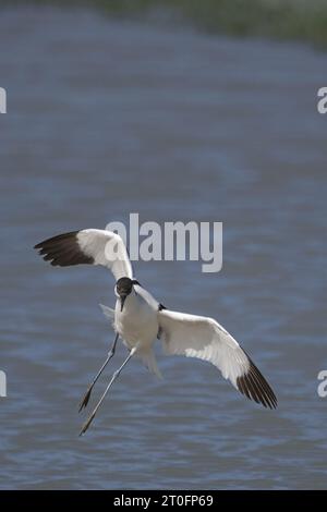 Avocettes dans la baie de somme Stockfoto