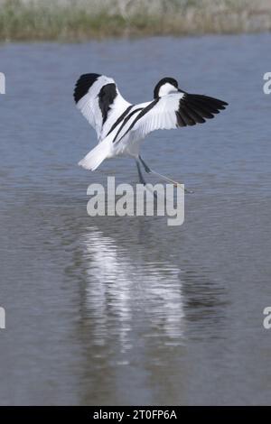 Avocettes dans la baie de somme Stockfoto