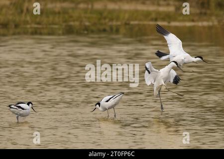 Avocettes dans la baie de somme Stockfoto