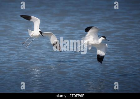 Avocettes dans la baie de somme Stockfoto