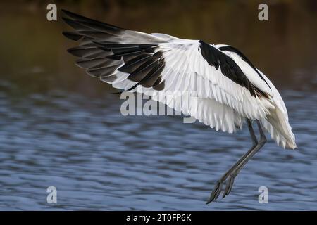 Avocettes dans la baie de somme Stockfoto