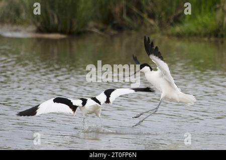 Avocettes dans la baie de somme Stockfoto