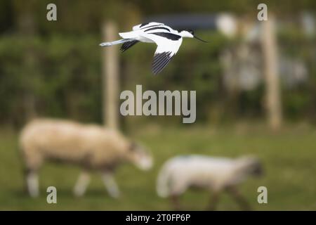 Avocettes dans la baie de somme Stockfoto