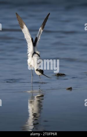 Avocettes dans la baie de somme Stockfoto