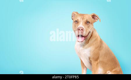 Großer Hund auf farbigem Hintergrund beim Blick in die Kamera. Niedlicher Welpe, der mit der Zunge sitzt und auf etwas wartet. Weiblich 10 Monate o Stockfoto