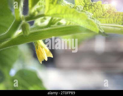 Gemahlene Kirschblüte im Frühlingsgarten, Nahaufnahme. Die gemahlene Kirsche von Tante Molly produziert kleine Orangenfrüchte in papierförmiger Schale. Poha-Beere, Pichuberry, inka Stockfoto