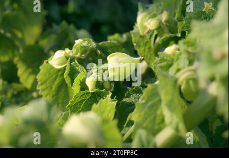 Gemahlene Kirschschschalen im Sommergarten, Nahaufnahme. Die gemahlene Kirsche von Tante Molly produziert kleine Orangenfrüchte in papierförmiger Schale. Poha-Beere, Pichuberry, ich Stockfoto