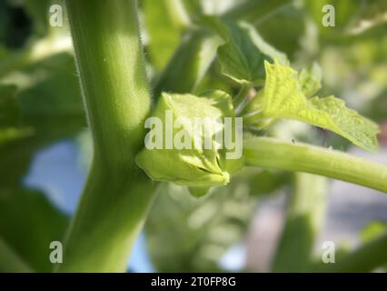 Gemahlene Kirschschschalen im Sommergarten, Nahaufnahme. Die gemahlene Kirsche von Tante Molly produziert kleine Orangenfrüchte in papierförmiger Schale. Poha-Beere, Pichuberry, ich Stockfoto