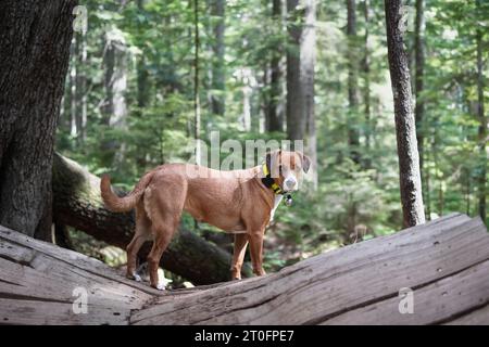 Hund mit gps-Tracker und Bärenglocke im Wald. Hündchenhund steht auf Holzbrettwanderweg. Sicherheit im Freien für Hunde, die gerne Wildtiere jagen oder Stockfoto