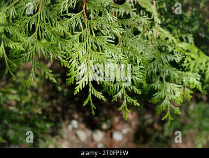 Westliche rote Zedernzweige wachsen im Küstenwald. Skalieren Sie wie Blätter. Auch westliche Rotzeder, Thuja plicata oder Baum des Lebens. Heilung und spirituelle Pow Stockfoto