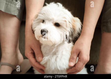 Ein schüchterner Welpe sitzt zwischen Beinen und Armen des Tierbesitzers. Kleiner schüchterner, flauschiger weißer Welpe, der Schutz oder Zuflucht durch eine Frau sucht. 16 Wochen alte Frau H Stockfoto