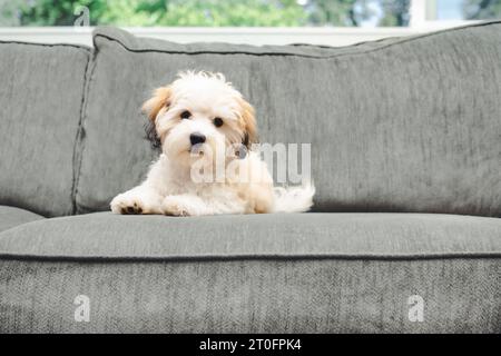 Der hawaiische Welpe liegt auf dem Sofa, während er in die Kamera schaut. Curios kleines flauschiges weißes Bigon-Welpen, das eine Pause vom Spielen macht. 16 Wochen alte Frau Stockfoto