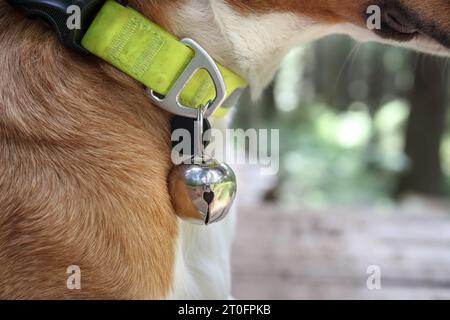 Hund mit Bärenglocke am Kragen zum Schutz. Nahaufnahme eines mittelgroßen Hundes im Wald mit unfokussiertem Laub. Bärenglocken für die Sicherheit von Wildtieren oder Rennbahnen Stockfoto